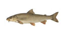 Barbeau fluviatile