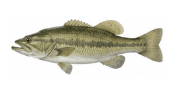 Black-bass