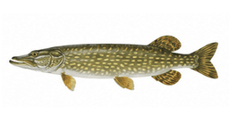 Brochet