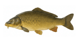 Carpe