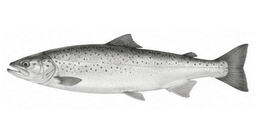 Saumon atlantique